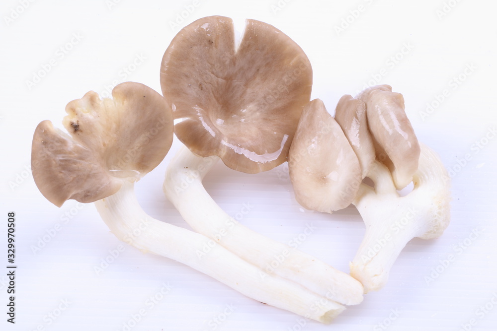 Fototapeta premium oyster mushrooms on a white background