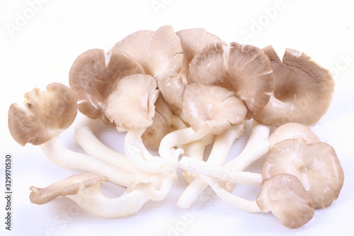 oyster mushrooms on a white background