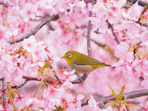 Fotobehang 満開の河津桜とメジロ