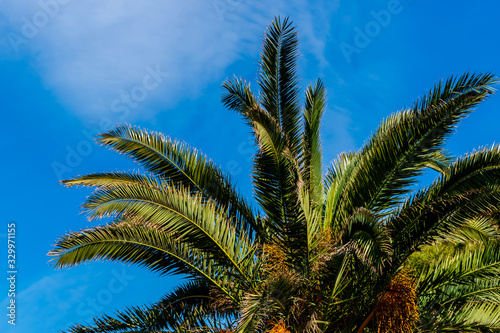 A close-up shot of a palm tree waving in the wind against the background of the clear blue sky