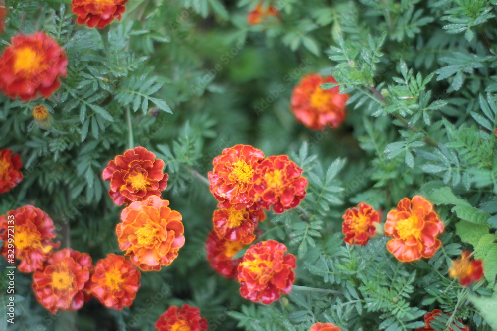 flower flower