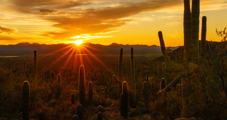 Fototapete Arizona Wüstensonnenuntergang in Tucson Arizona  © YUKOinSUNSHINE