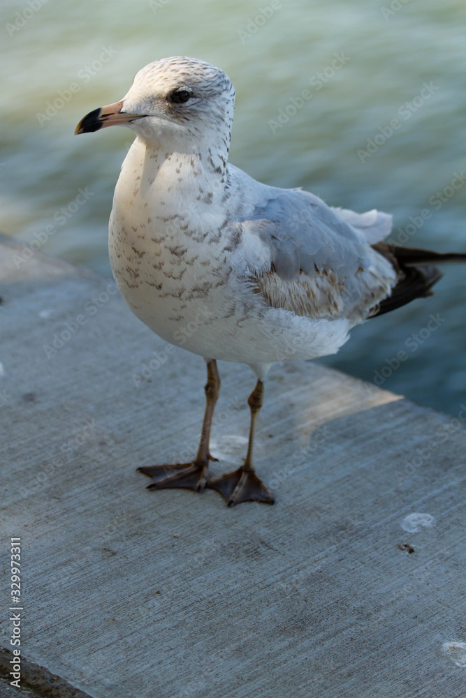 seagull on inlet wall
