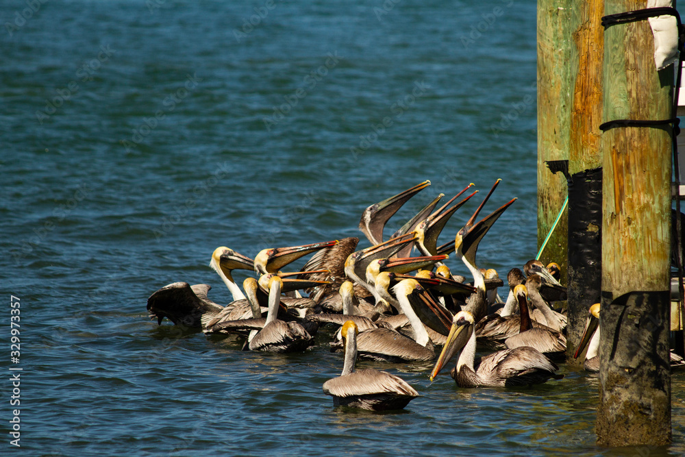 pelicans waiting for scraps from fishermen pelicans waiting for scraps from fishermen