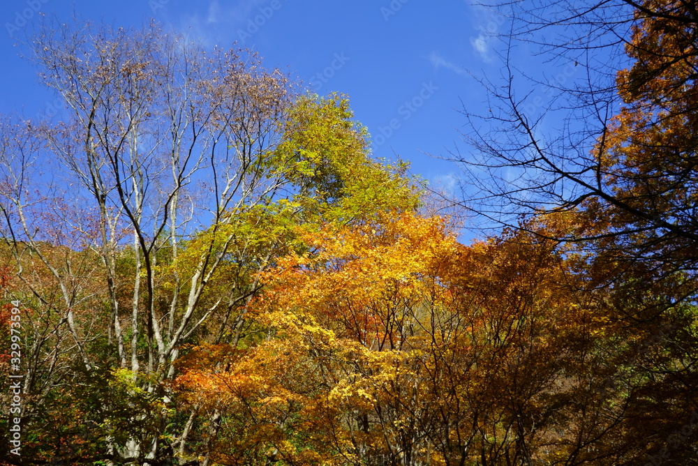 Naklejka premium Japanese autumn mountains and river