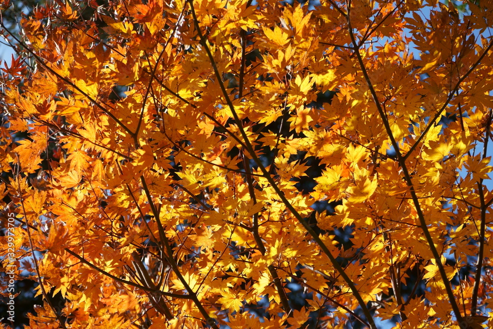 Japanese red maple autumn leaves Japanese red maple autumn leaves
