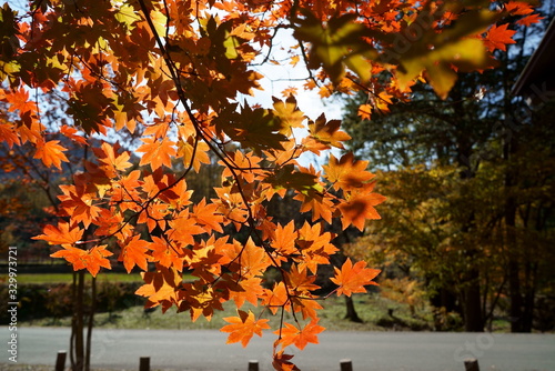 Canvastavla Japanese red maple autumn leaves