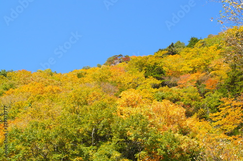 Fototapeta Naklejka Na Ścianę i Meble -  Japanese autumn forest and dam lake
