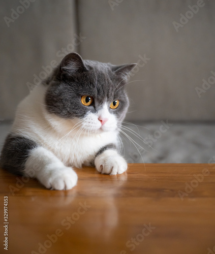 British shorthair cat lying on the table with two paws