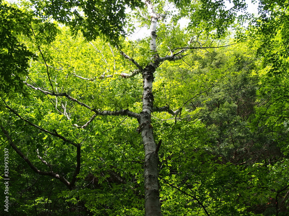 Fototapeta premium Stroll through the fresh green forest