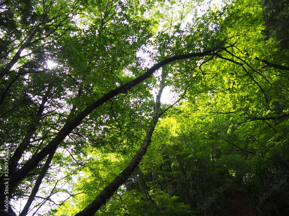 Obraz premium Stroll through the fresh green forest