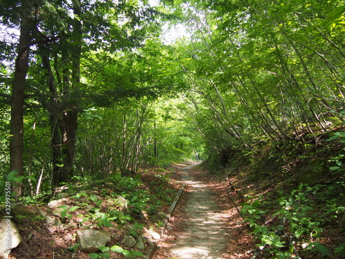 Stroll through the fresh green forest