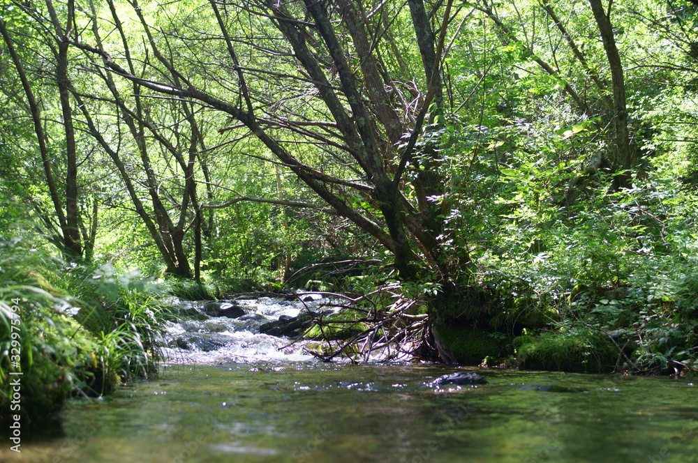 Japanese forest and mountain stream water Japanese forest and mountain stream water
