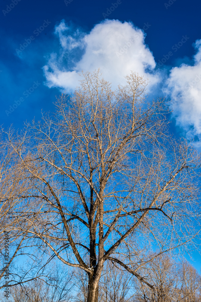 picturesque view of beautiful bare trees on background of blue spring sky picturesque view of beautiful bare trees on background of blue spring sky