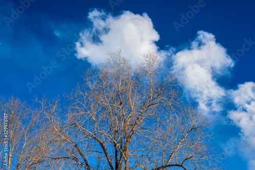 picturesque view of beautiful bare trees on background of blue spring sky 