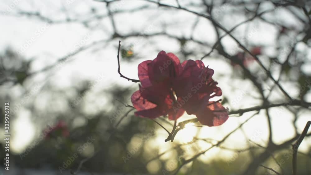 Close up blossoming paper flowers or bougainvillea are swaying on the branch of the tree. Remaining of tropical red flowers are blooming against sunlight during sunset in the summer time. Slow motion. Close up blossoming paper flowers or bougainvillea are swaying on the branch of the tree. Remaining of tropical red flowers are blooming against sunlight during sunset in the summer time. Slow motion.