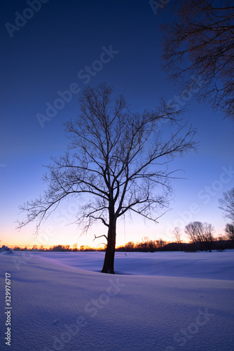 amazing landscape with bare tree on frozen snow-covered meadow near forest in winter early morning  © photollurg