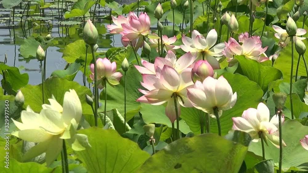 Beautiful pink lotus flowers in a lily pond in a park Beautiful pink lotus flowers in a lily pond in a park