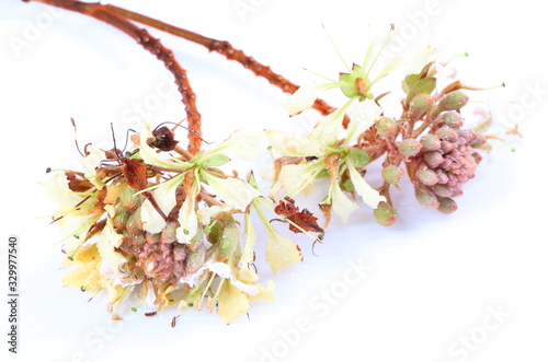 Flowers of golden leaved liana (Bauhinia aureifolia K. & SSLarsen) photo