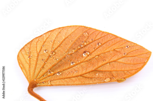 Green leaves of golden leaved liana (Bauhinia aureifolia K. & SSLarsen). photo