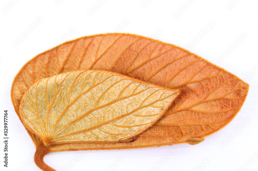 Green leaves of golden leaved liana (Bauhinia aureifolia K. & SSLarsen). Green leaves of golden leaved liana (Bauhinia aureifolia K. & SSLarsen).