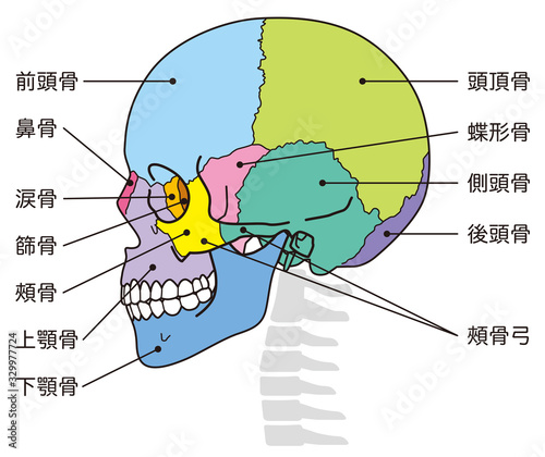 頭蓋骨 頭部の骨 名称 Stock Illustration Adobe Stock