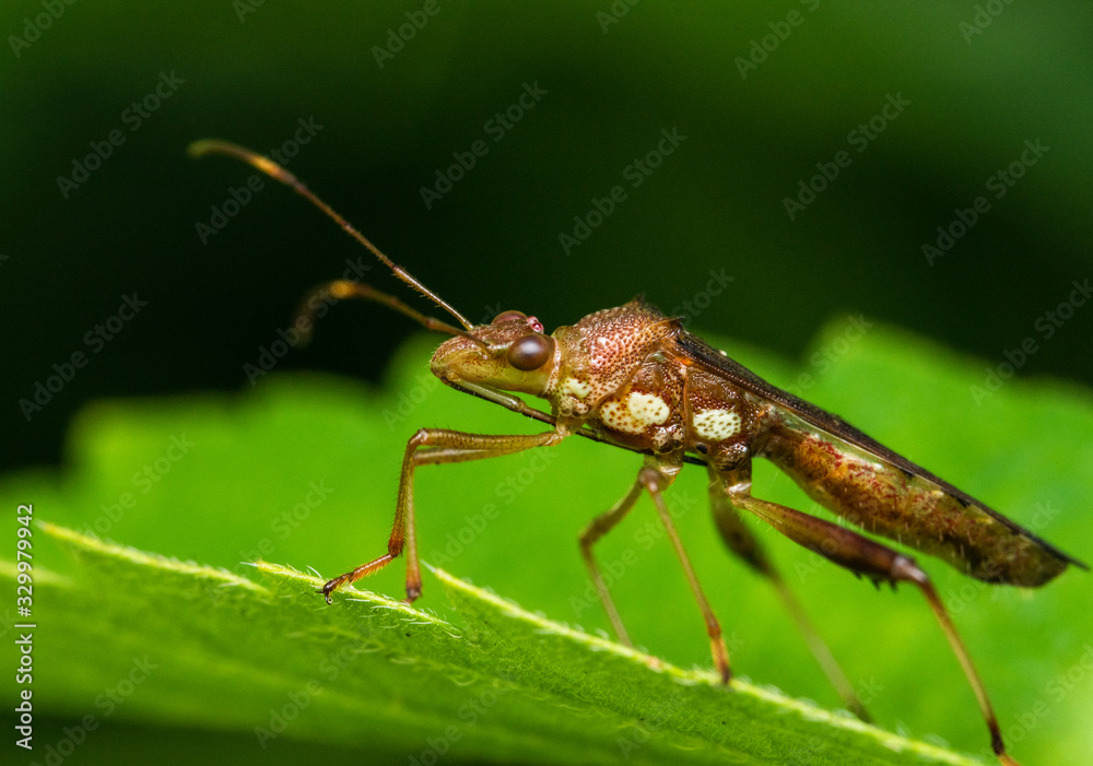 Little bug in macro photography with a green blurred background Little bug in macro photography with a green blurred background