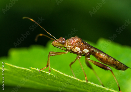 Little bug in macro photography with a green blurred background