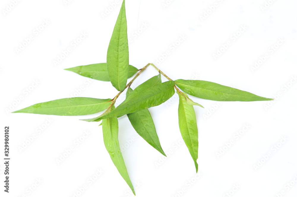 Fresh basil leaves, isolated on a white background Fresh basil leaves, isolated on a white background
