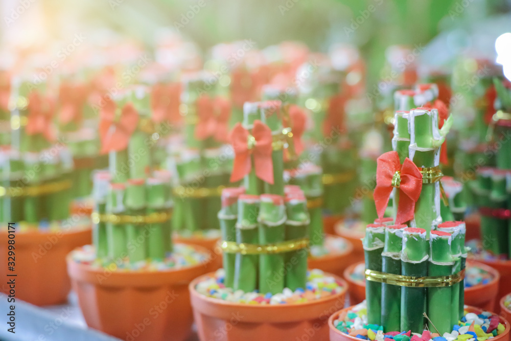 Selective focus lucky bamboo in a garden.(Dracaena sanderiana,Ribbon dracaena,Belgian evergreen,Ribbon plant)