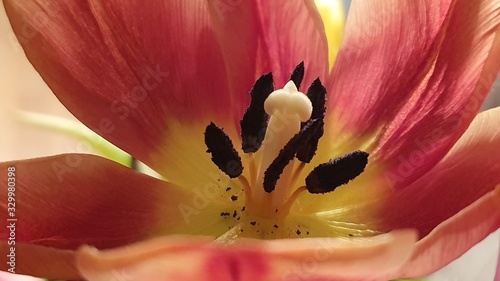 closeup of a tulip with stamen and pollen