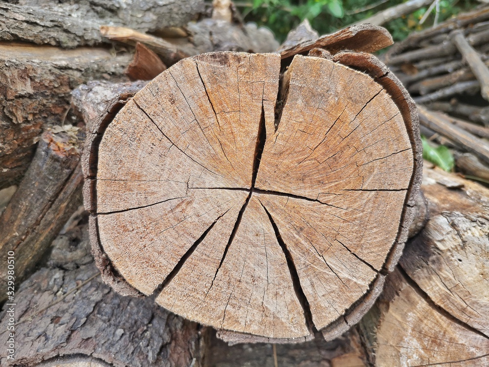 Wood, trees cut, wood grain. Wood, trees cut, wood grain.