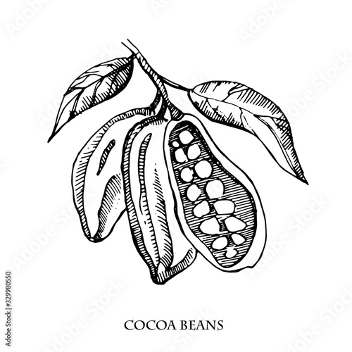 Cocoa beans vector set illustration.Vintage ink hand drawn beans, isolated on white background.Isolated botanical cooking object.