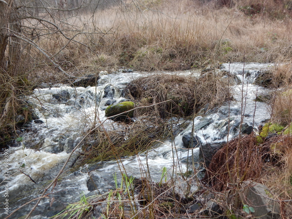 stream in forest stream in forest