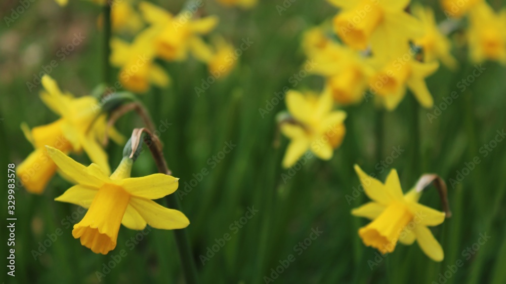 Fototapeta premium daffodils in the garden
