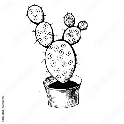 Vertical cactus with small details. Black and white sketch in doodle graphic style. Hand drawing sketch. Element of botany. EPS10.