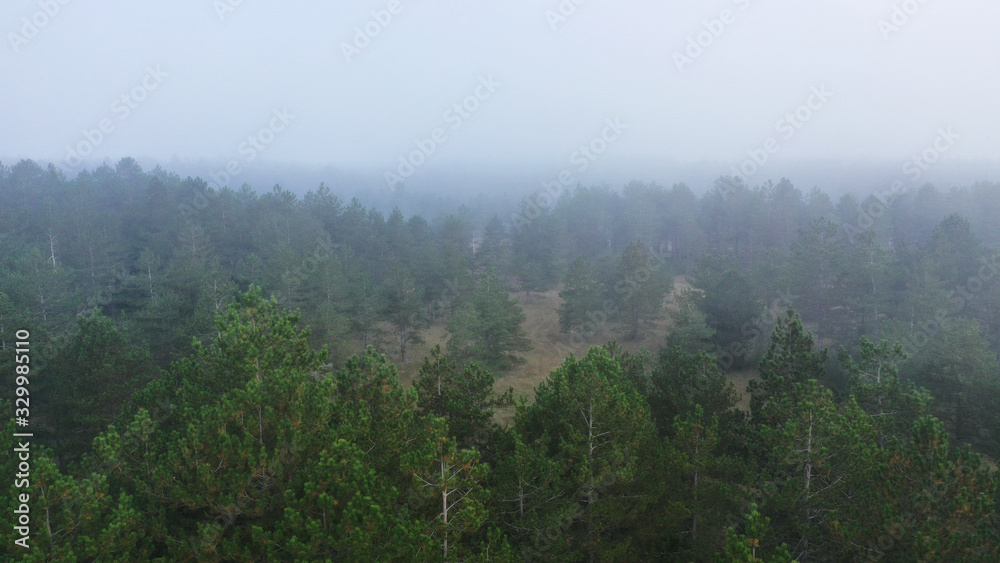 Aerial view of pine and fir-tree forest in mist early morning. Mysterious cloudy and foggy weather. Grahovo village, Montenegro nature. Drone flies in clouds above rare spruces. 4k.