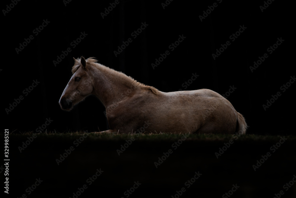 Obraz premium Beautiful mustang mare 