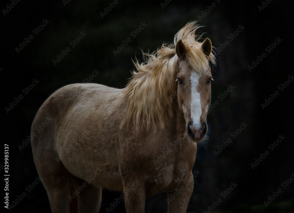 Fototapeta premium Beautiful mustang mare 