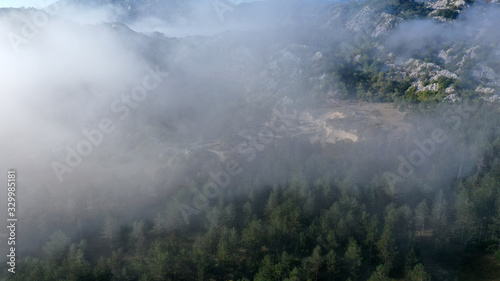 Aerial view of pine and fir-tree forest in mist early morning. Mysterious cloudy and foggy weather. Grahovo village  Montenegro nature. Drone flies in clouds above rare spruces. 4k.