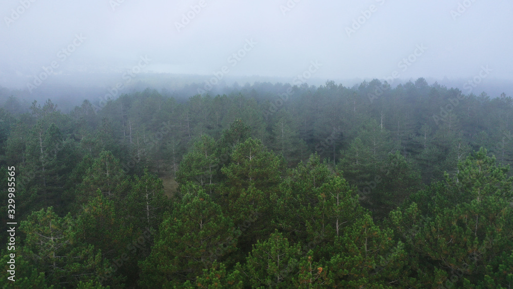 Aerial view of pine and fir-tree forest in mist early morning. Mysterious cloudy and foggy weather. Grahovo village, Montenegro nature. Drone flies in clouds above rare spruces. 4k.