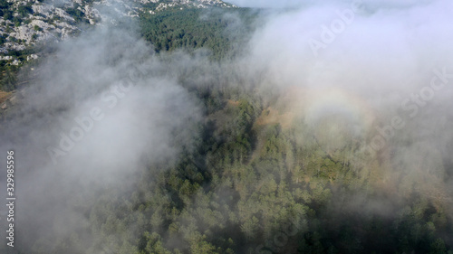 Aerial view of pine and fir-tree forest in mist early morning. Mysterious cloudy and foggy weather. Grahovo village, Montenegro nature. Drone flies in clouds above rare spruces. 4k.
