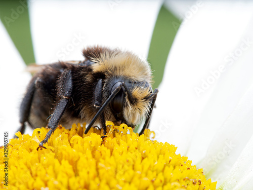 Fototapeta P1010042 yellow-faced bumblebee Bombus vosnesenskii on daisy flower cECP 2020