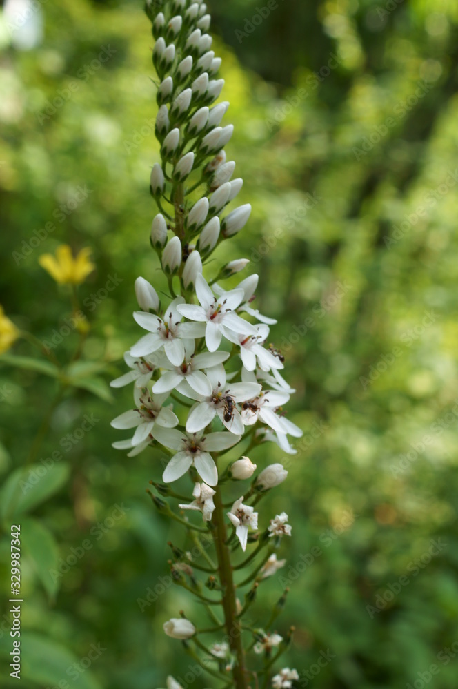 White flower of scientific name White flower of scientific name