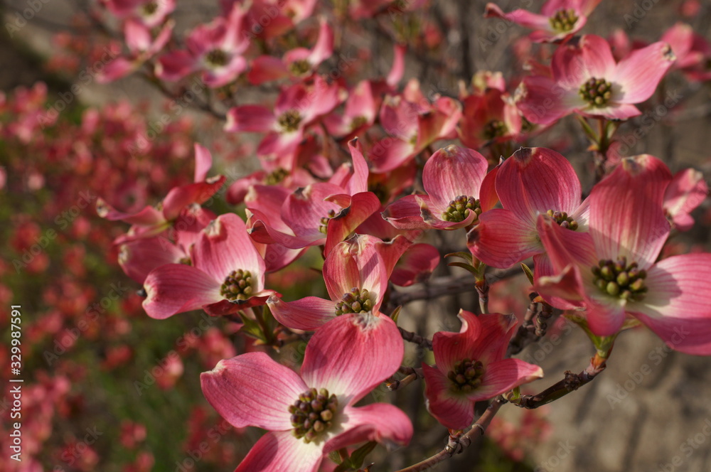 Japanese spring pink dogwood flower Japanese spring pink dogwood flower