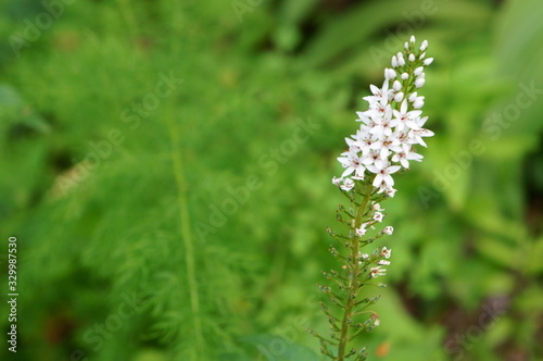 White flower of scientific name "Lysimachia clethroides Duby"