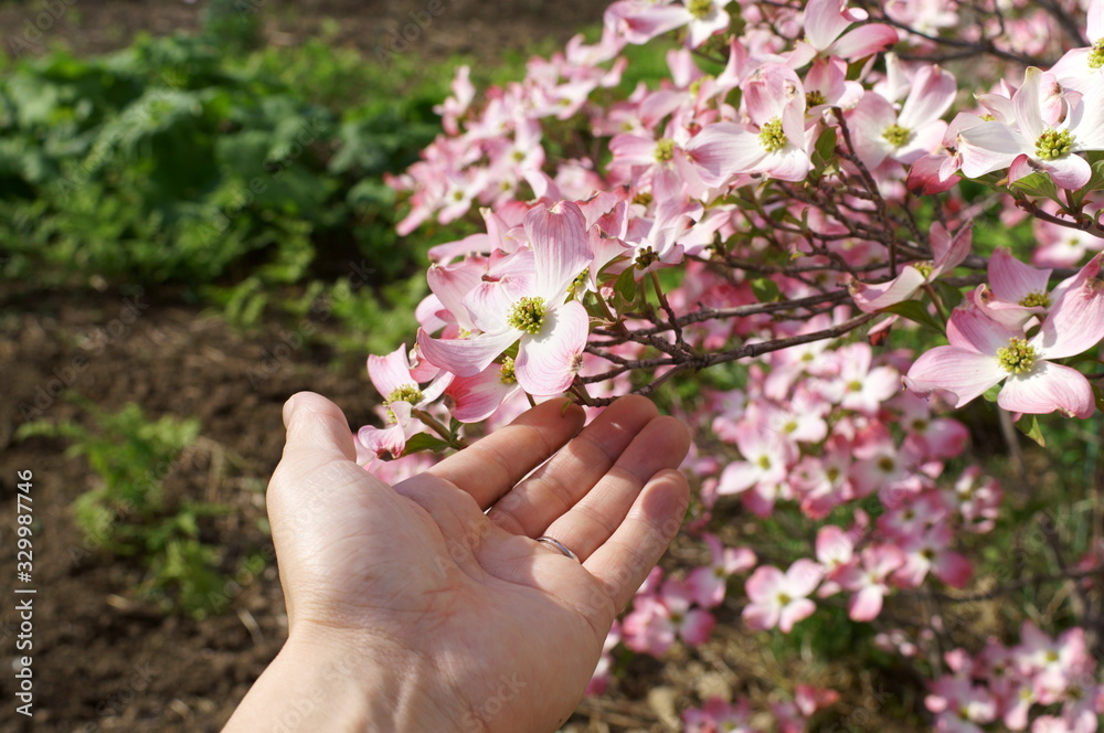Japanese spring pink dogwood flower