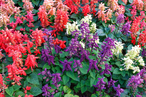 The colorful flowers is called Scarlet sage. Salvia splendens is a group of lamiaceae