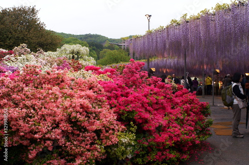 Japanese park with wisteria flowers photo