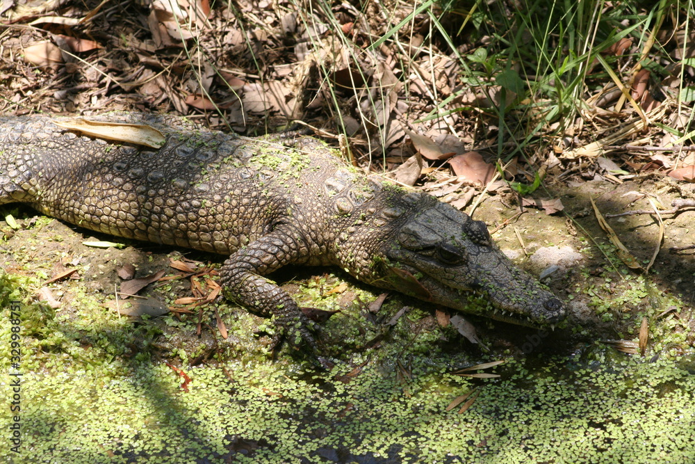 big crocodile in alert position